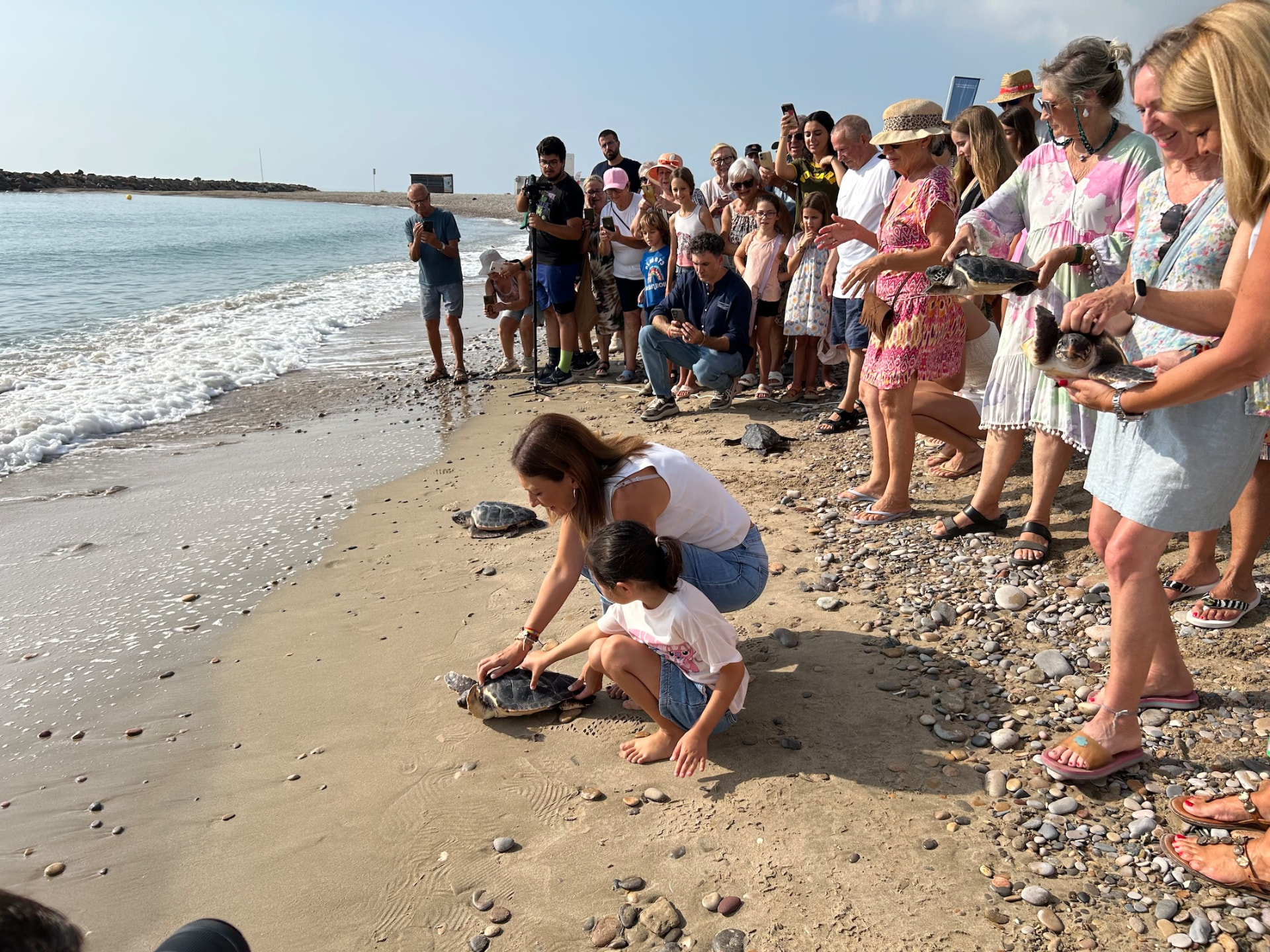 Una tortuga boba avanza hacia el agua en la playa de Benafelí ante el público asistente
