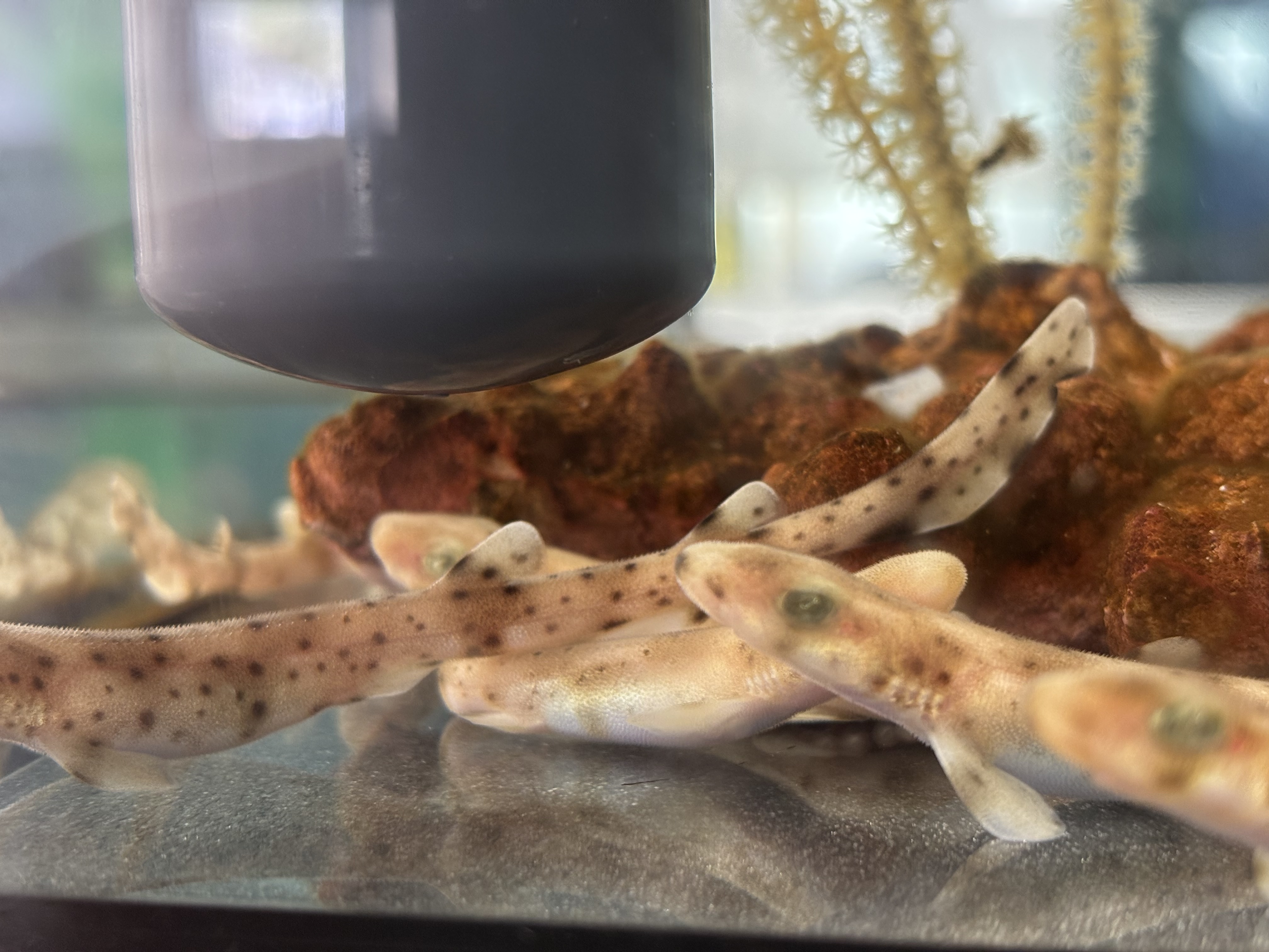 Proyecto de cría de huevos de tiburón pintarroja, Fundación Azul Marino — imagen 14