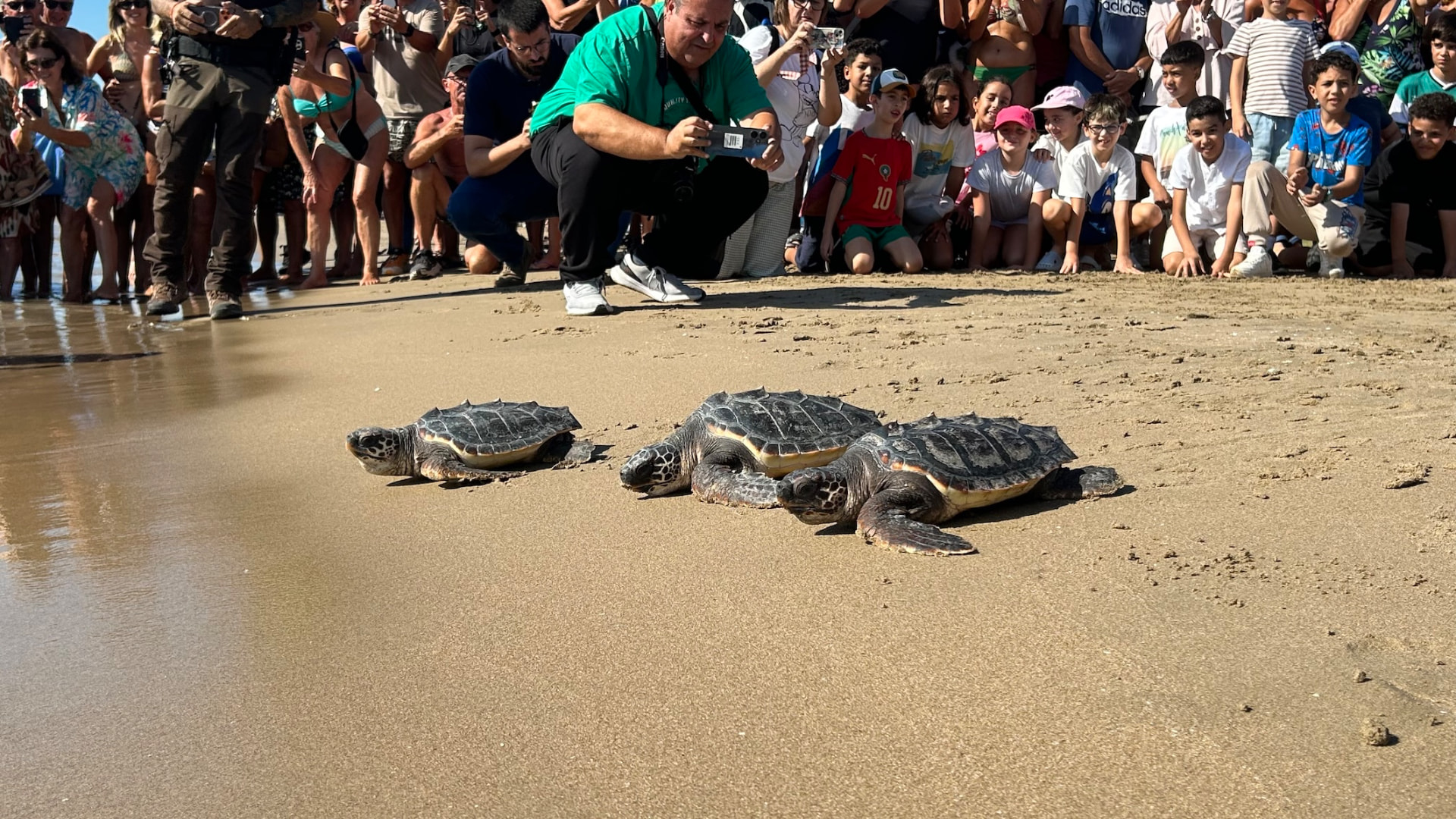 Suelta de tortugas bobas de la Fundación Azul Marino en la playa del Cargador de Alcossebre — imagen 10