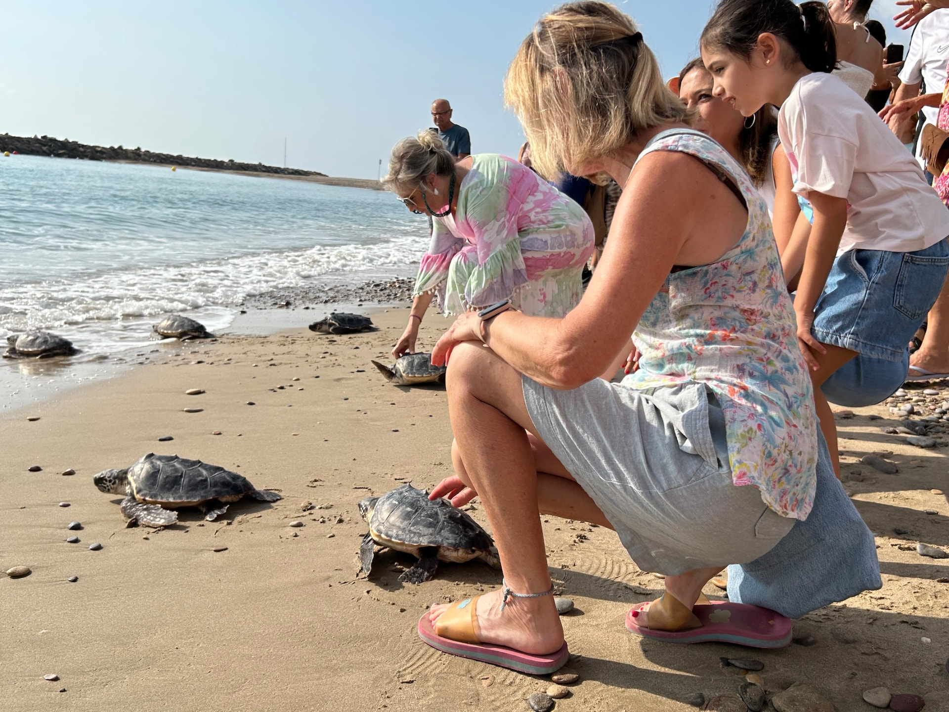 Varias crías de tortuga boba caminan por la arena hacia el mar durante la suelta