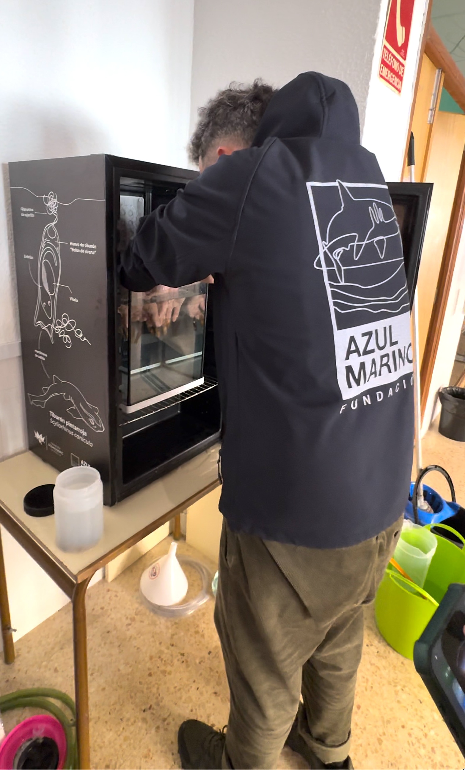 Proyecto de cría de huevos de tiburón pintarroja, Fundación Azul Marino — imagen 3