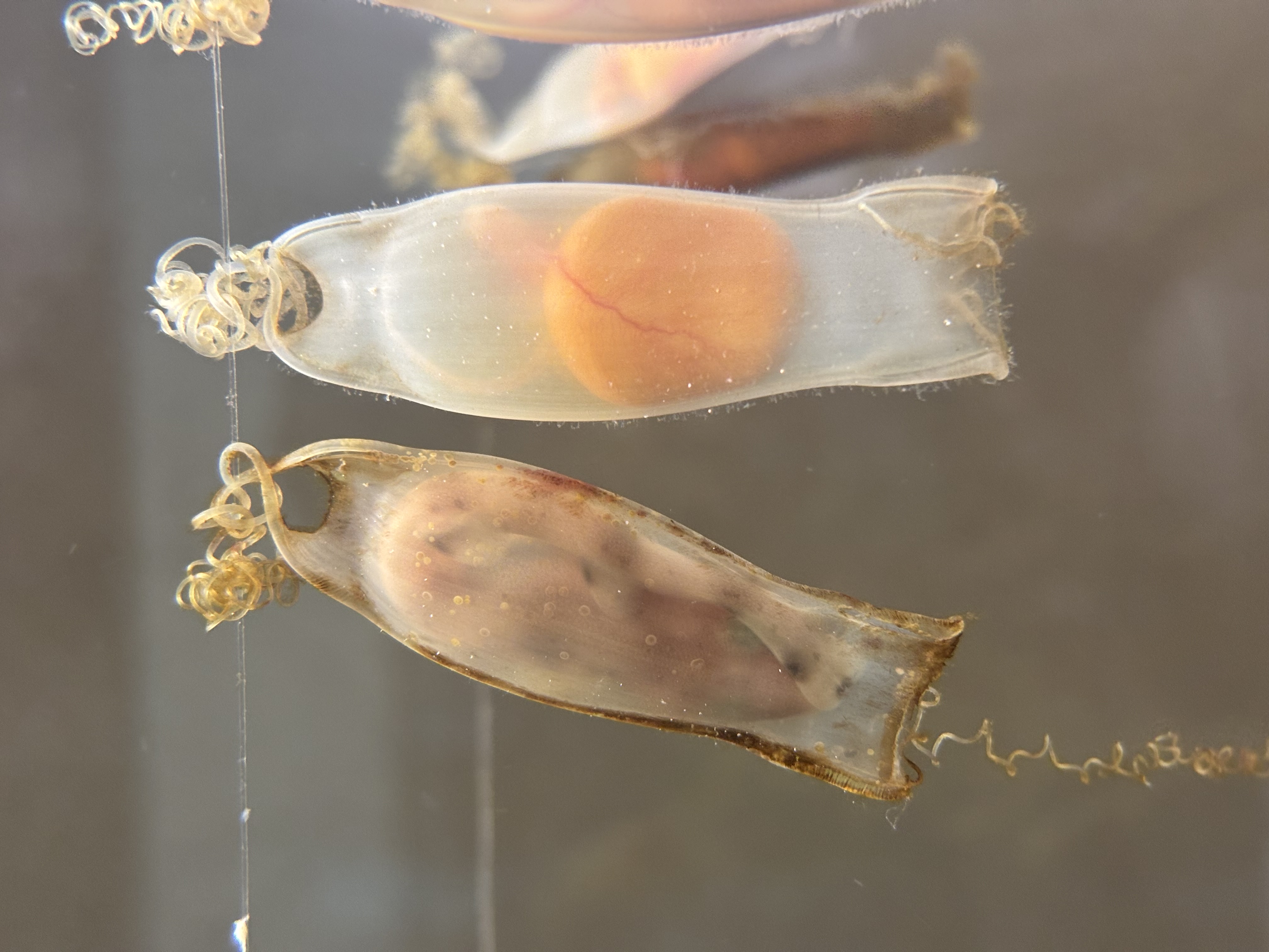 Proyecto de cría de huevos de tiburón pintarroja, Fundación Azul Marino — imagen 12