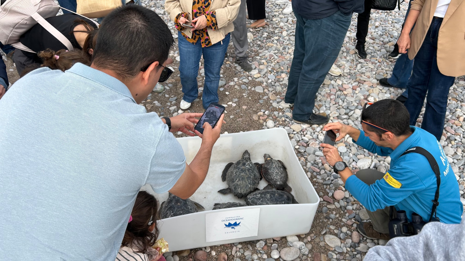 Suelta de tortugas bobas de la Fundación Azul Marino en Nules y Peñíscola — imagen 1