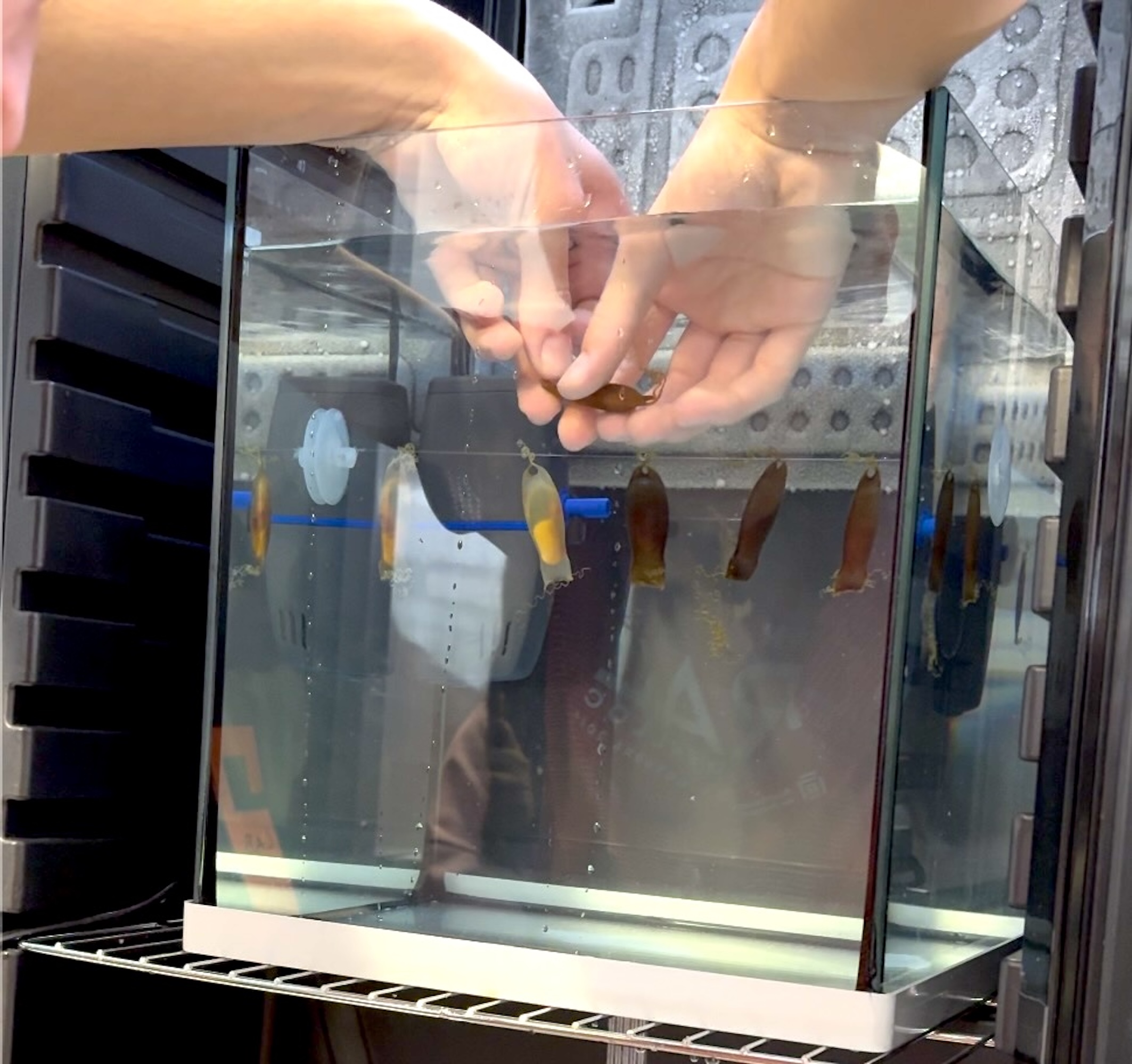 Huevos de tiburón pintarroja en el sistema de incubación del proyecto educativo de la Fundación Azul Marino en Bellver Blue Tech Zone