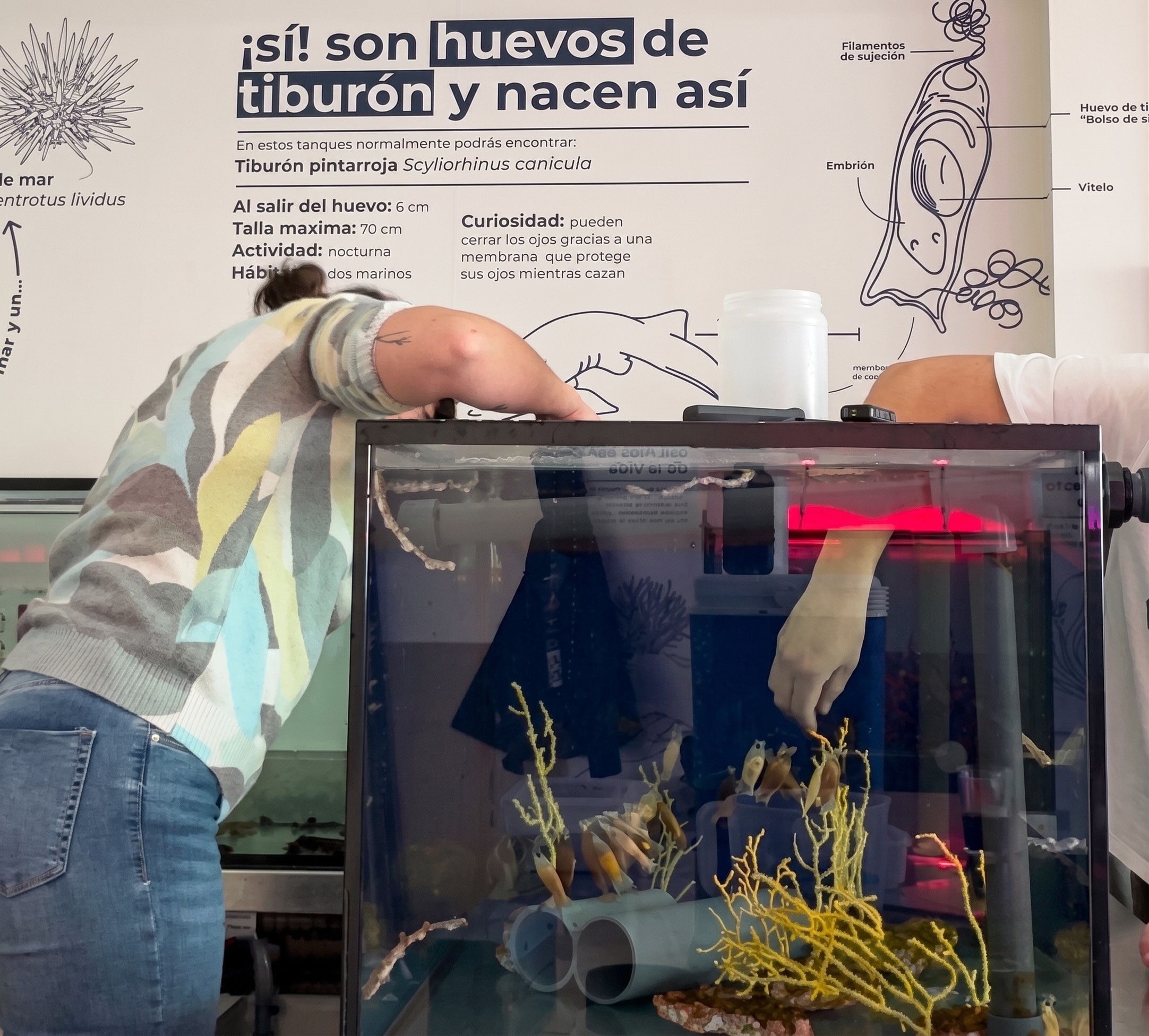 Proyecto de cría de huevos de tiburón pintarroja, Fundación Azul Marino — imagen 4