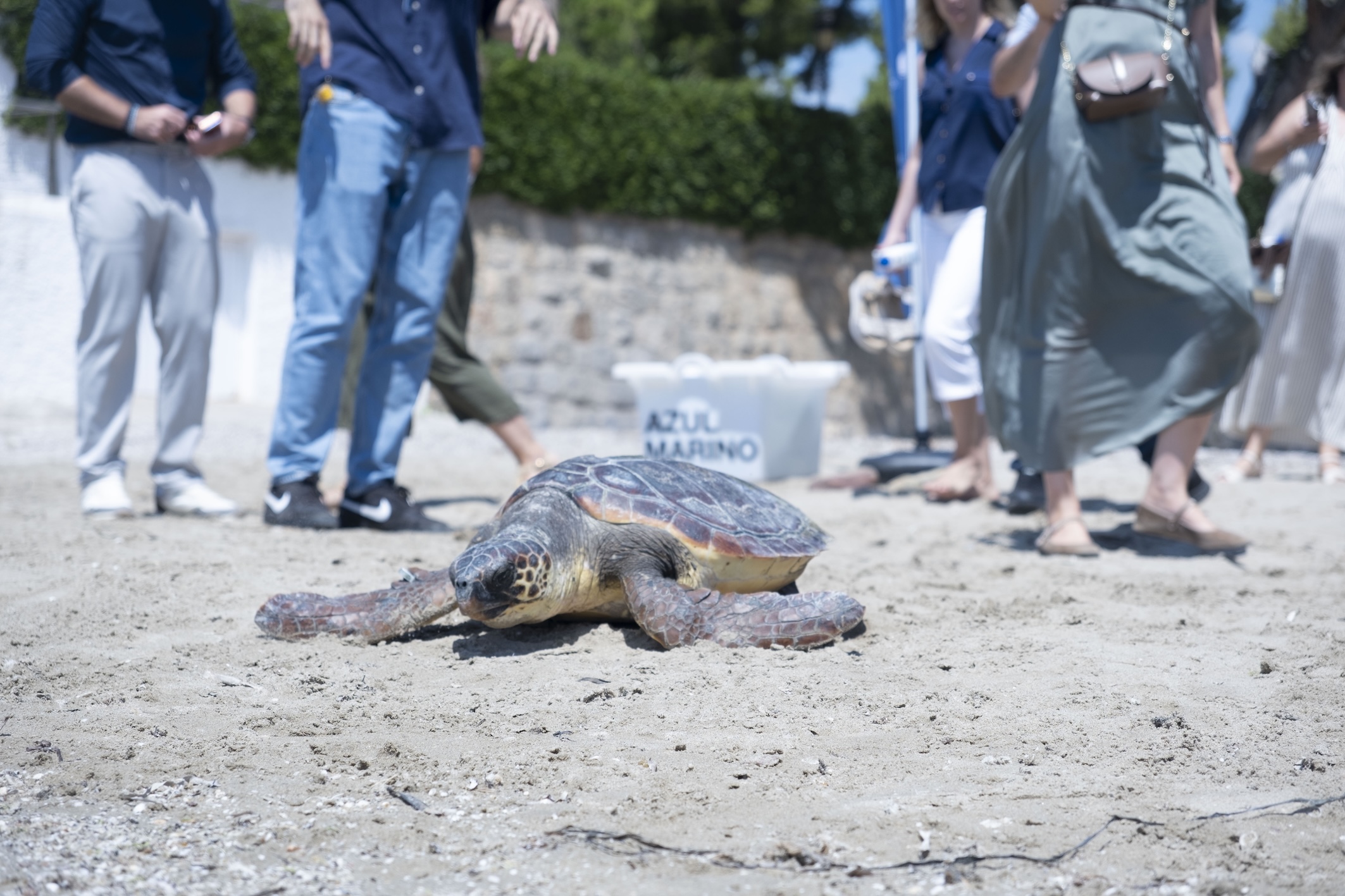 Campaña «Aquí Salvamos Tortugas», Fundación Azul Marino — imagen 14