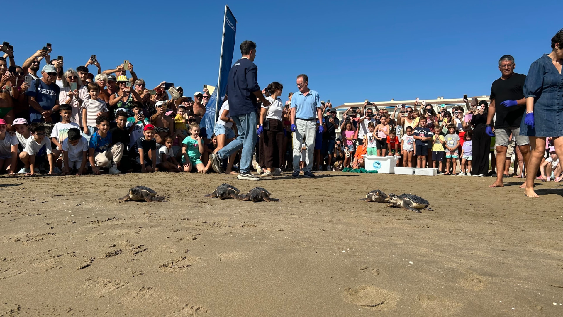 Suelta de tortugas bobas de la Fundación Azul Marino en la playa del Cargador de Alcossebre — imagen 9